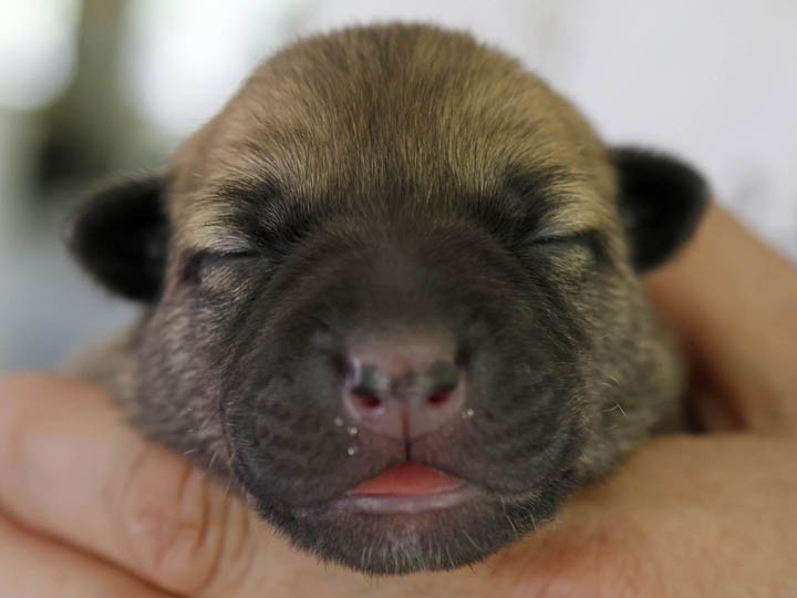 chinook puppy
